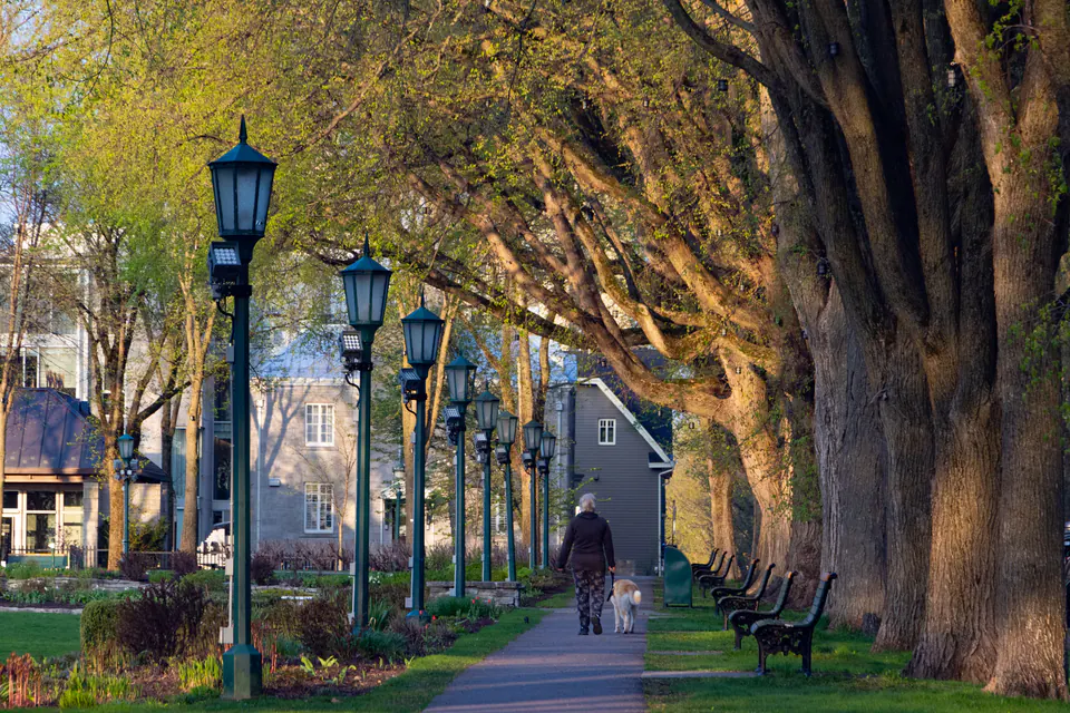 A tree-lined public path with a person walking a dog.